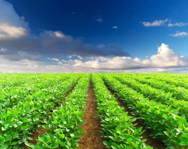 Rows on field — Stock Photo, Image