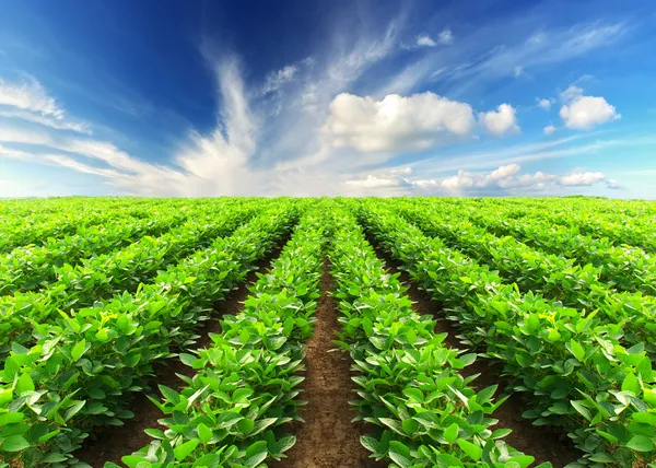 Rows on field — Stock Photo, Image