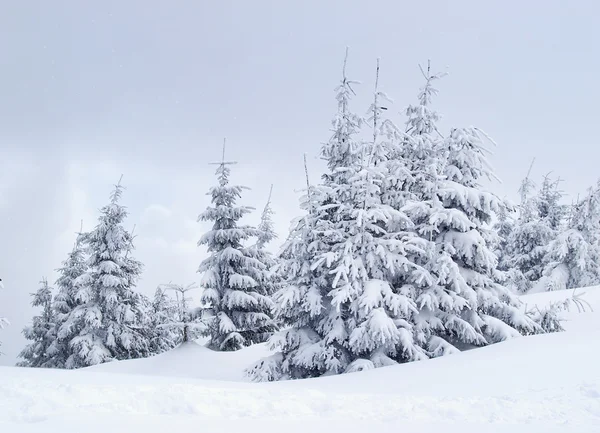 Vinterskog — Stockfoto