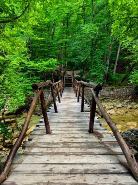 Yeşil orman içinde ahşap köprü.