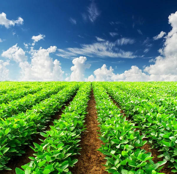 Linhas no campo . — Fotografia de Stock