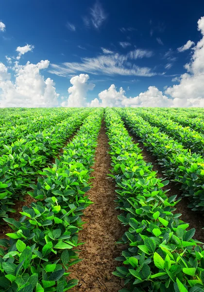 Paisagem agrícola — Fotografia de Stock