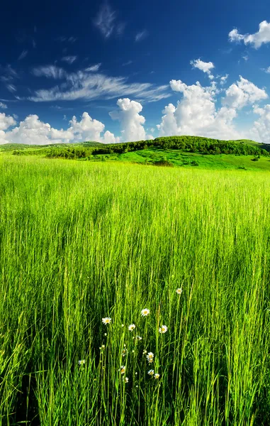 Erba e fiore sul prato . — Foto Stock