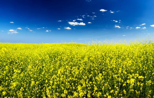 Campo de flores amarelas — Fotografia de Stock