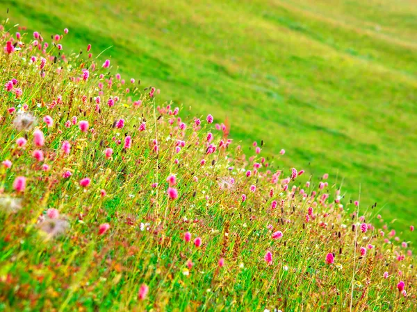 绿色草地上鲜艳的花朵 — 图库照片