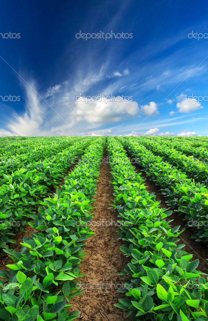 Filas en el campo Foto de stock 41262067 biletskiy e