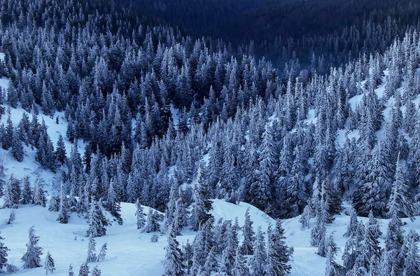 Skog och berg i vintern — Stockfoto