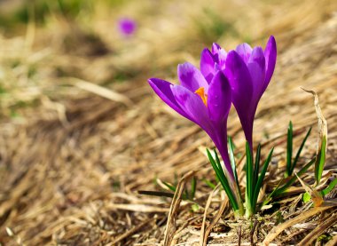 Çimenlerdeki çiçekler