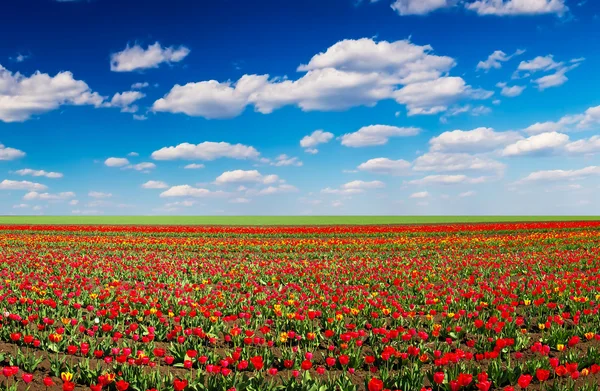 Tulipanes en el campo y nublado — Foto de Stock