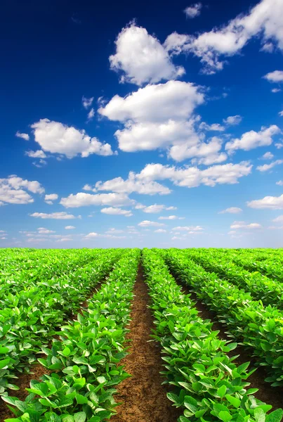 Linhas no campo — Fotografia de Stock