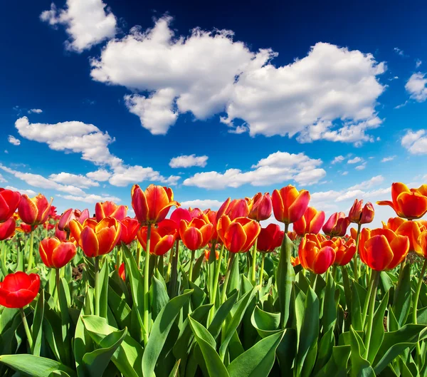 Tulpen — Stockfoto