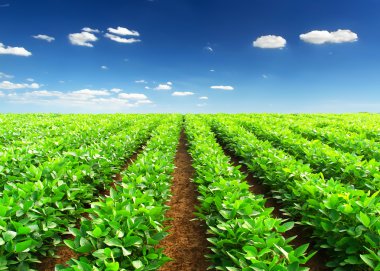 yeşil alan satırda