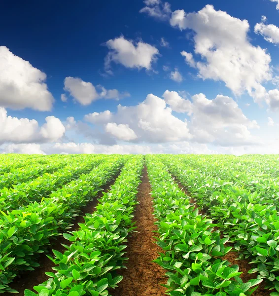 Linhas verdes no campo — Fotografia de Stock