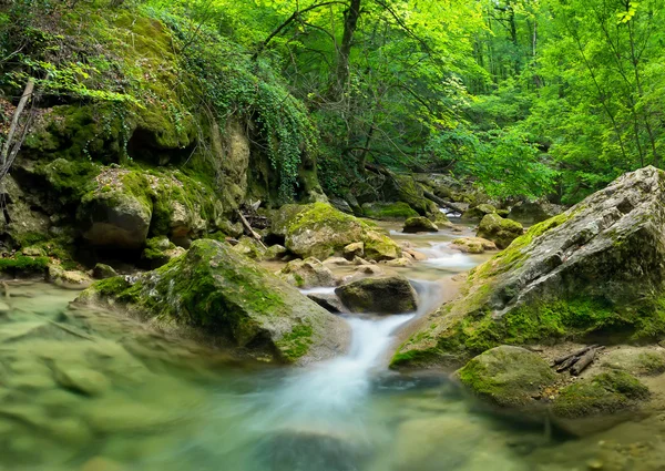 Jungle lumineuse avec rivière rapide — Photo