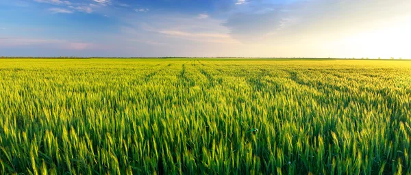 Campo y cielo al atardecer — Foto de Stock