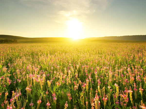 Field with flowers during bright sundown — Stock Photo, Image