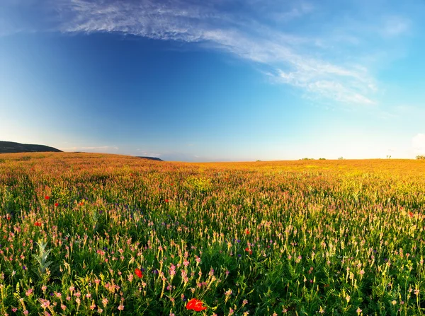 Field with flowers — Stock Photo, Image