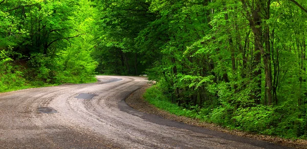 Estrada na floresta verde — Fotografia de Stock