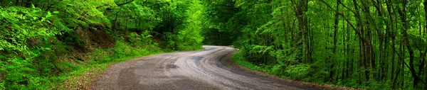 Estrada na floresta verde — Fotografia de Stock