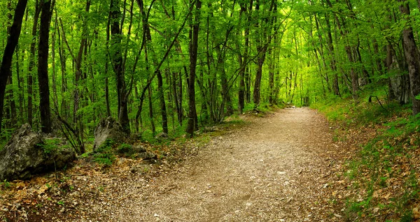 Yeşil ormanda yol — Stok fotoğraf