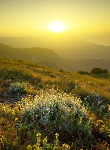 Grama brilhante e flores durante o nascer do sol — Fotografia de Stock