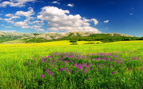 Parlak yeşil çayır ve bulutlar — Stok fotoğraf