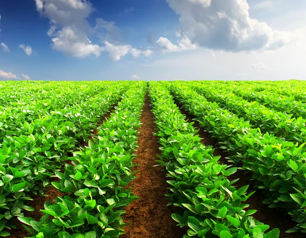 Paisagem agrícola — Fotografia de Stock