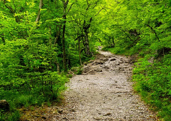 Ormanda yol — Stok fotoğraf