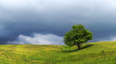 ağaç üzerinde karanlık gökyüzü