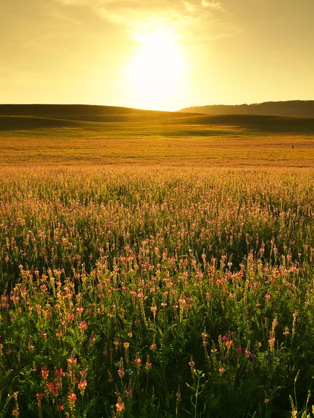 花の野原 — ストック写真