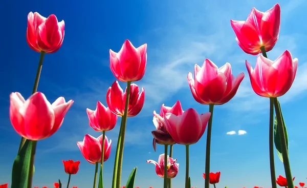 Lyse tulipaner – stockfoto