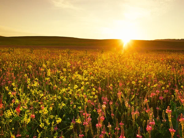Field with flowers — Stock Photo, Image