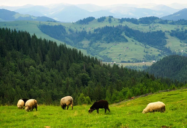 Sheeps on farm field — Stock Photo, Image