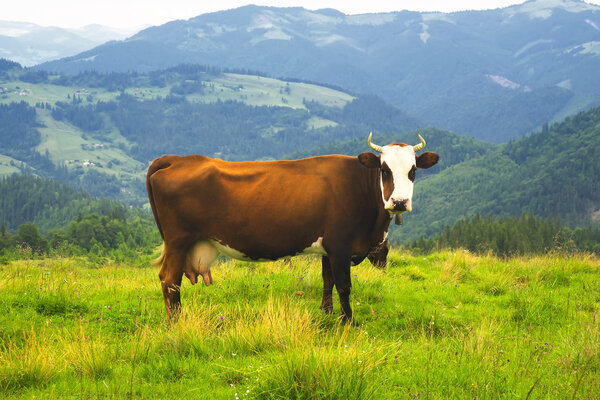 Cow on farm field