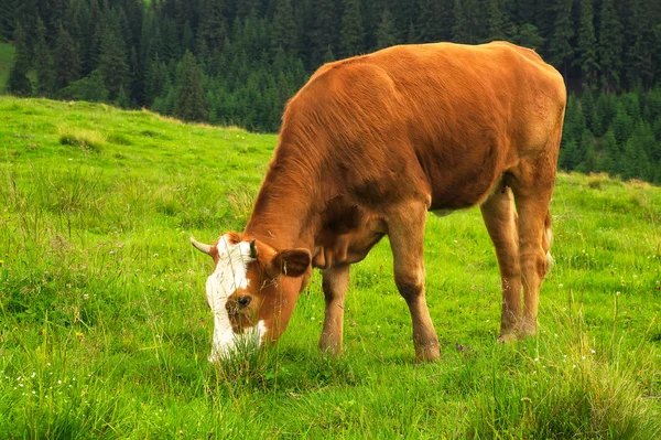 Kráva na statku pole — Stock fotografie