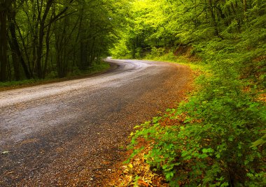 Forest Road