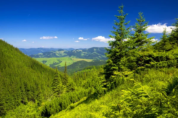 Forest on hills — Stock Photo, Image