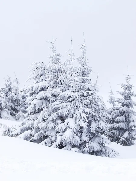 Bevroren bomen — Stockfoto