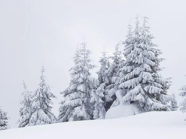 Bevroren bomen — Stockfoto