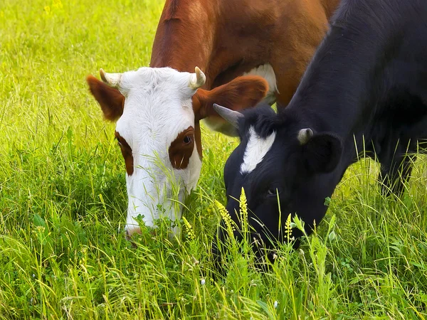 Vaches sur le terrain — Photo