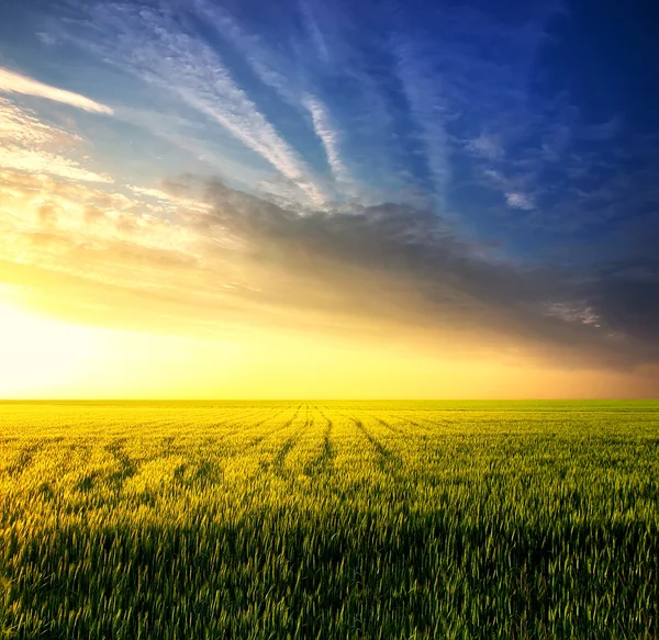 Field during sunset — Stock Photo, Image
