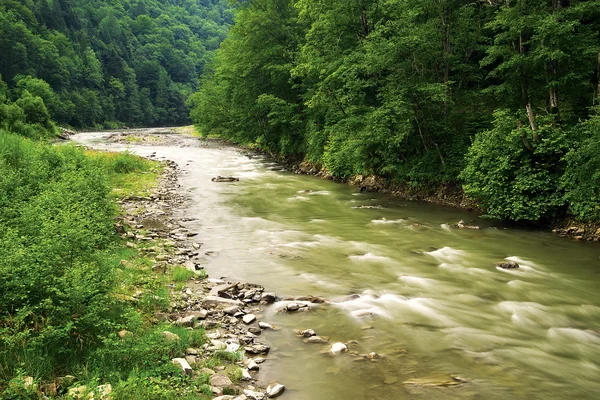 Fiume nella foresta. — Foto Stock