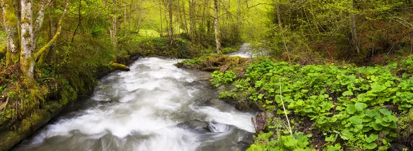 Fiume nella foresta. — Foto Stock