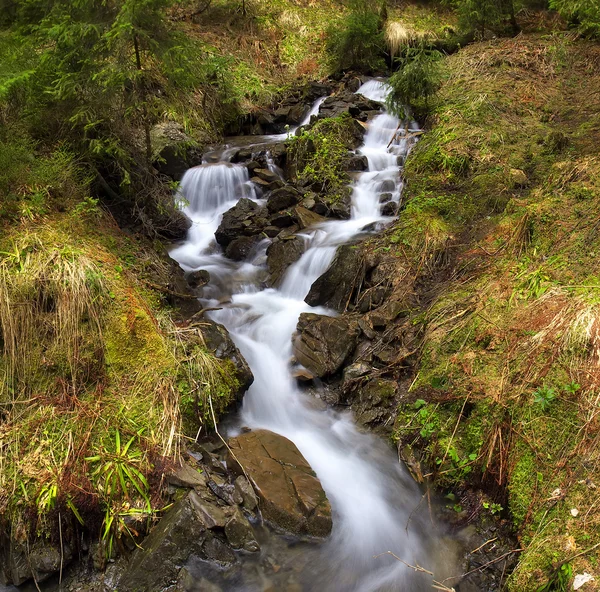 River in  forest. — Stock Photo, Image