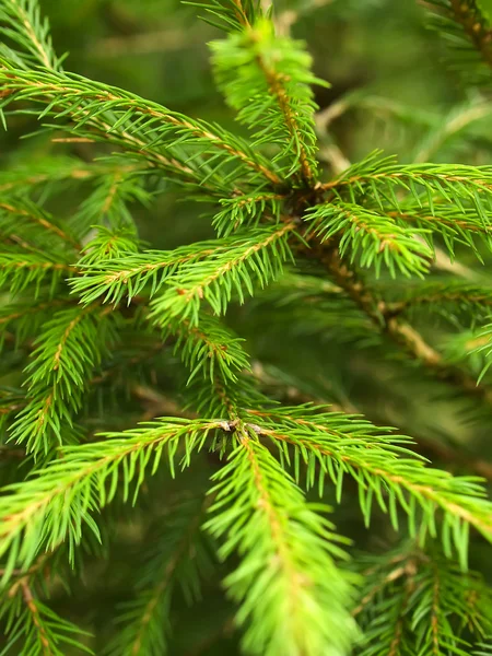 Pine background Stock Photo