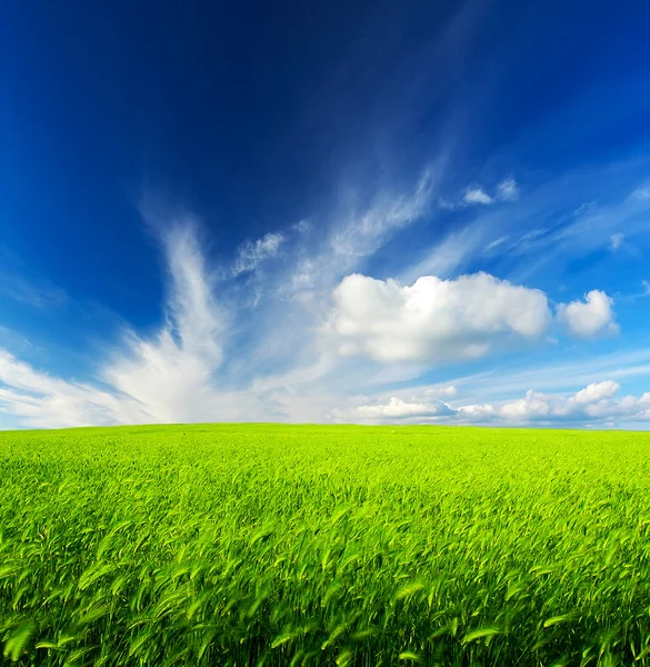 Veld en bewolkte hemel — Stockfoto