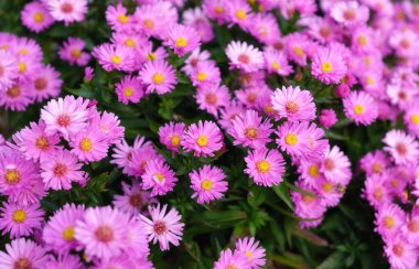 Bahçede çiçek açıyor. Arka plan olarak doğal bitkiler. Duvar kağıdı için soyut kompozisyon. Tasarım için büyük çözünürlüklü fotoğraf