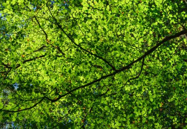 Ağaçtaki yaprakların arasından güneş ışığı. Geriye sadece arka plan kalıyor. Yaz mevsiminde orman. Yüksek çözünürlüklü fotoğraf.