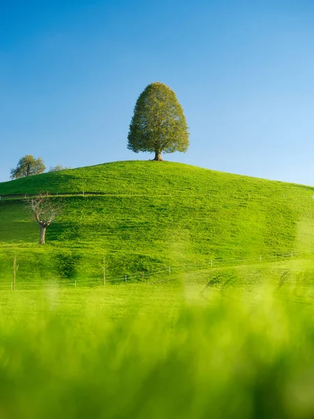 Tree Top Hill Landscape Sunset Fields Pastures Animals Agricultural Landscape — Stock Photo, Image