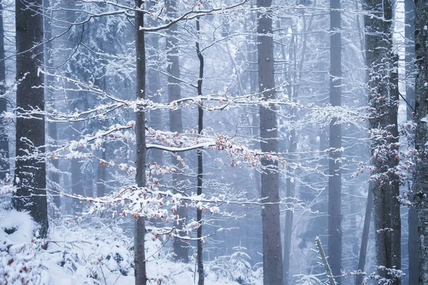 冬天的森林 自然背景 冬天森林里的雾 积雪下的森林 暴风雪 壁纸图片 — 图库照片